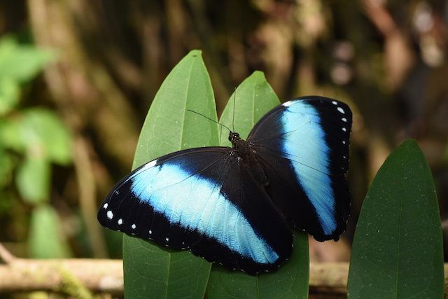 butterflies.jpg